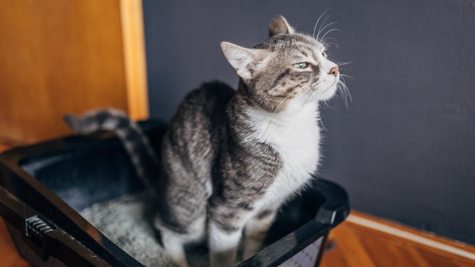 cat can’t pee; a cat sits in a litter box, attempting to pee.